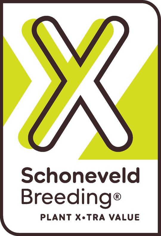 In the new logo, both the letter X and the letter Y can be recognised. Schonebeld explains: "XY -
We breed and produce a new generation of flowering pot plants that can be grown more sustainably. In this way we contribute to a flourishing future for next generations.
X.TRA
- We create extra value for all chain partners. We do this by supplying strong genetics, supporting cultivation processes and market introductions. In this way we work together on a higher return for the entire chain."