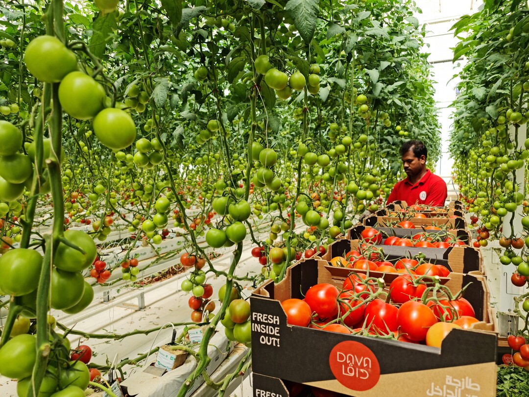 First greenhouse project of Dava (in operation since 2021).