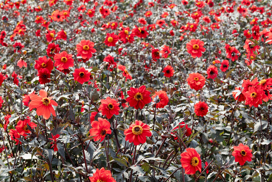 Dahlia pinnata Black Forest Ruby (Takii Europe)