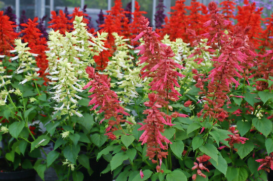 Salvia splendens Estella Coral (Van Hemert & Co.)