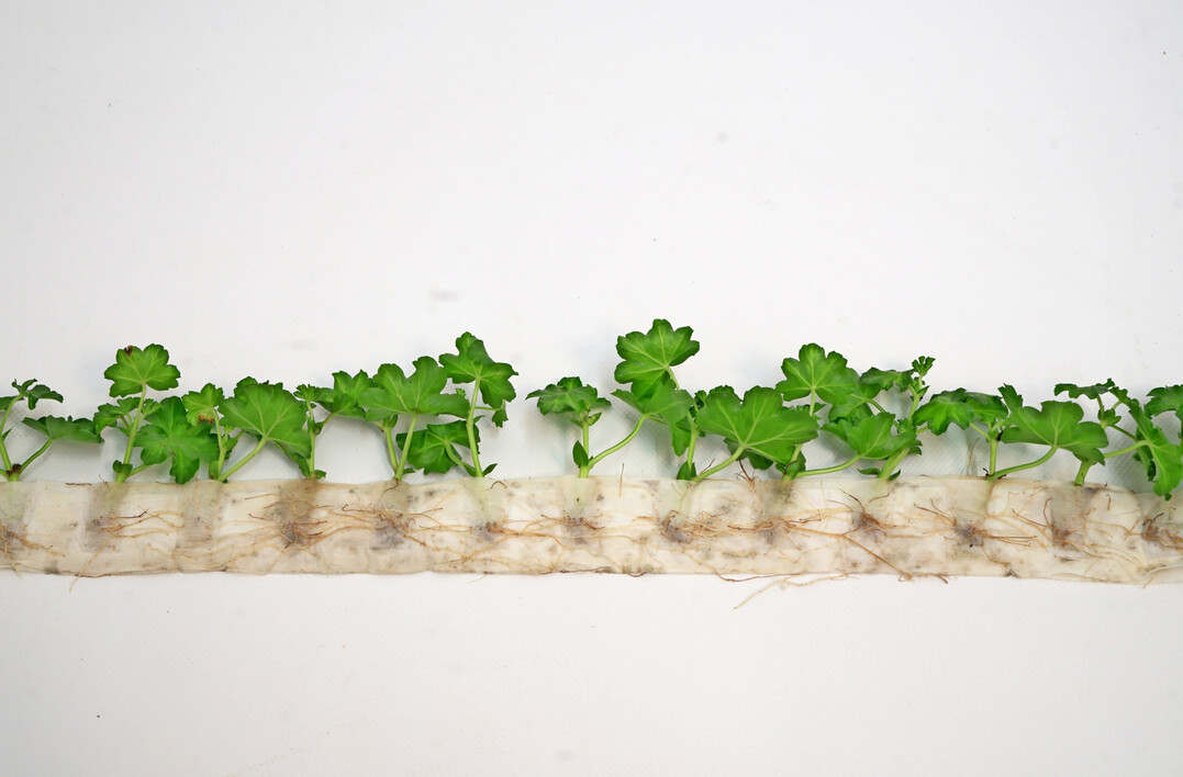 Delivered in paper strips, the cuttings are ready for immediate use by customers. 