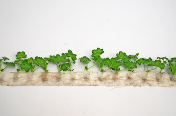 Delivered in paper strips, the cuttings are ready for immediate use by customers. 