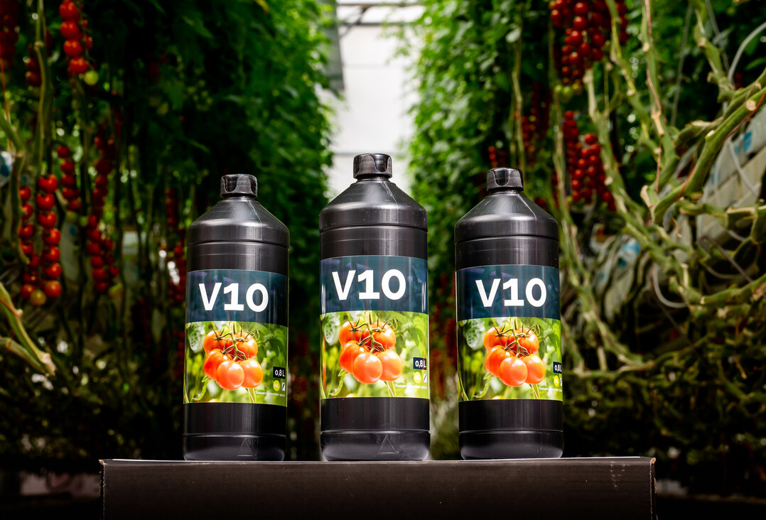 Valto Biocontrol launched the product V10, which helps growers to protect and make their tomato plants resistant against the Pepinomozaïek Virus (PepMV) using an environment friendly method.