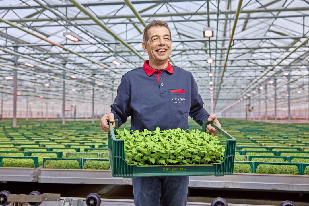 Otto van Tuijl from Deliflor Hoogveld explains how the transition to full LED with Philips GreenPower toplighting compact and the Philips GrowWise control system has significantly improved their chrysanthemum cutting production process. 