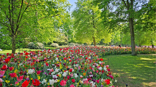 A good bulb mix begins with flowering, but it only succeeds when everything comes together  the rhythm of the landscape, the maintenance, the biodiversity.