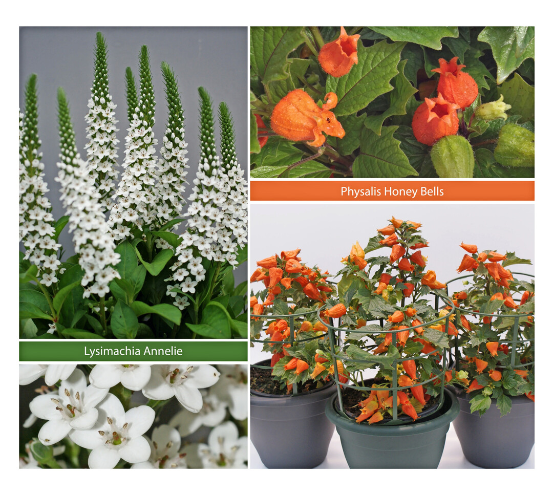 With the transfer of this assortment, breeder Fons Verheijen is assured that his lifes work will be continued. 