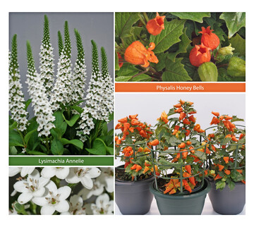 With the transfer of this assortment, breeder Fons Verheijen is assured that his lifes work will be continued. 