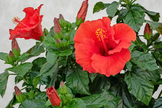 Selecta becomes the new member of the “Hibiscus Working Group” and distributor of starting material of the Sunny Cities varieties in Europe.