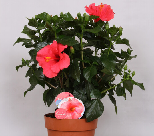 The Sunny Cities assortment currently comprises around twenty varieties.