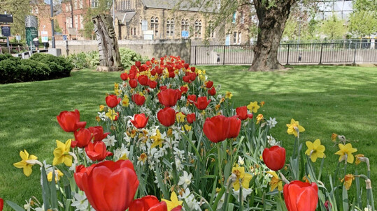 The result in bloom  Mixture Kent.