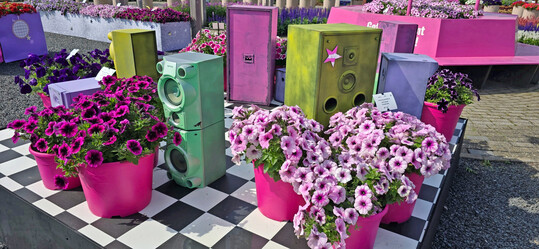 The growers not only show new assortments, but also very creative arrangements.