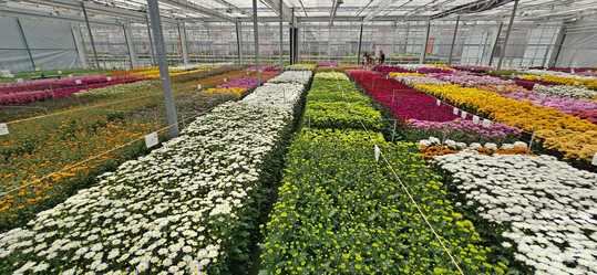 Versatile cut flower assortments are also part of the FlowerTrials.