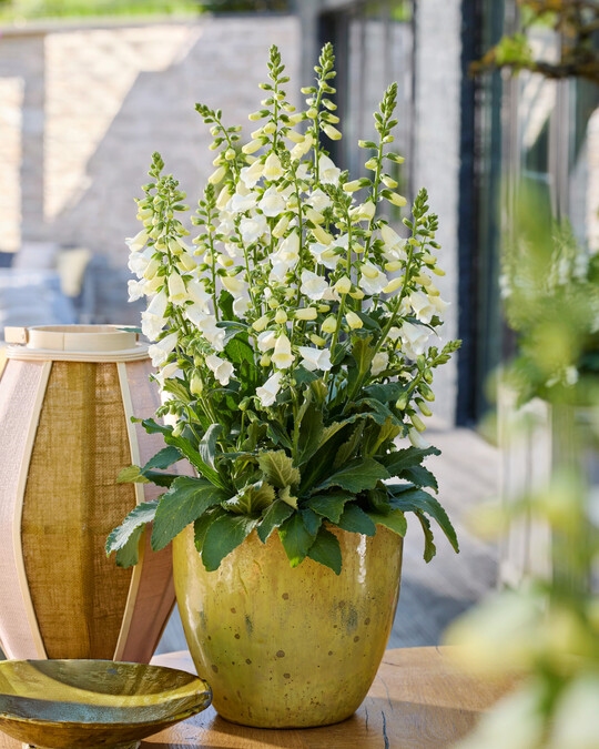 Digitalis purpurea "HanaBee F1 White"