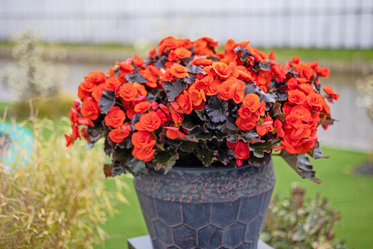 <i>Begonia </i>
‘Mocca Orange’