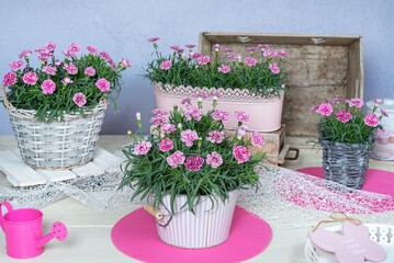 Whether as a single plant in a decorative pot, in mixed planting on the balcony, patio or in the border  the new pot carnation Strawberry Eyes is perfect for a wide range of uses.