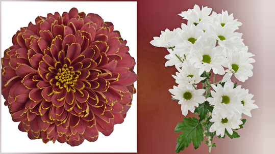 Varieties: Barroco (left) and Irene