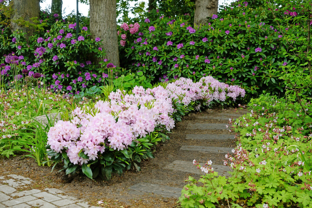 The practical suitability of the Inkarho Fragrant Hedge in peat-free potting soil has been confirmed.