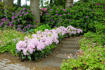 The practical suitability of the Inkarho Fragrant Hedge in peat-free potting soil has been confirmed.