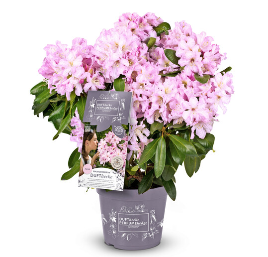 Inkarho-Dufthecke Rosa