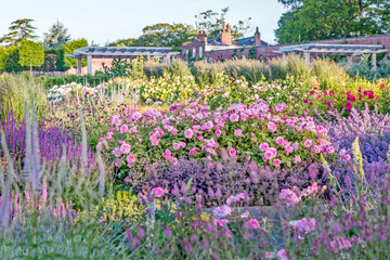 Rosa Gertrude Jekyll: Always one of the first English Roses to start flowering, its perfect scrolled buds open to large, rosette-shaped flowers of bright glowing pink. The beautiful, perfectly balanced Old Rose scent is often described as being the quintessential Old Rose fragrance. A vigorous rose; it will form a medium-sized, upright shrub. Named for the famous garden designer and author.