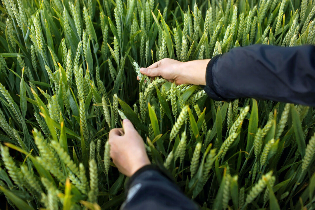 Bayer submits registration applications for novel herbicide in four major markets. First regulatory milestone in the EU has followed applications in Brazil, US, and Canada over recent months.