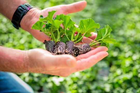 RHP-certified plugs must comply with general quality mark requirements.