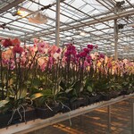 The company was founded by brothers Mike and Neil van Steekelenburg nineteen years ago, when they immigrated from Westland, The Netherlands to Niagara, Canada.