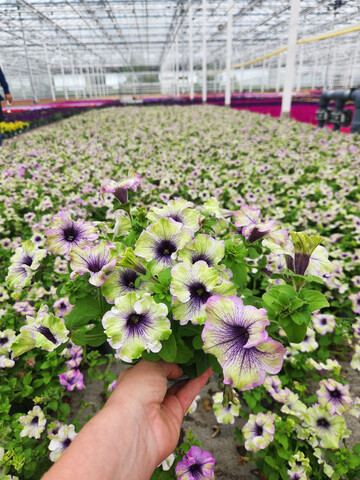 Among the highlighted products are the �Amazonas� Petunia.