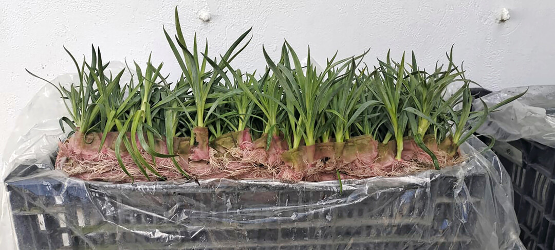 Rooted Cuttings in RCS2.0.