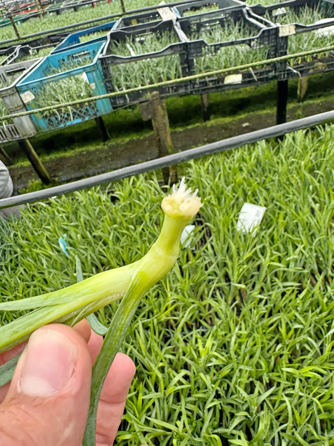 Rooting showing up with RCS 2.0.