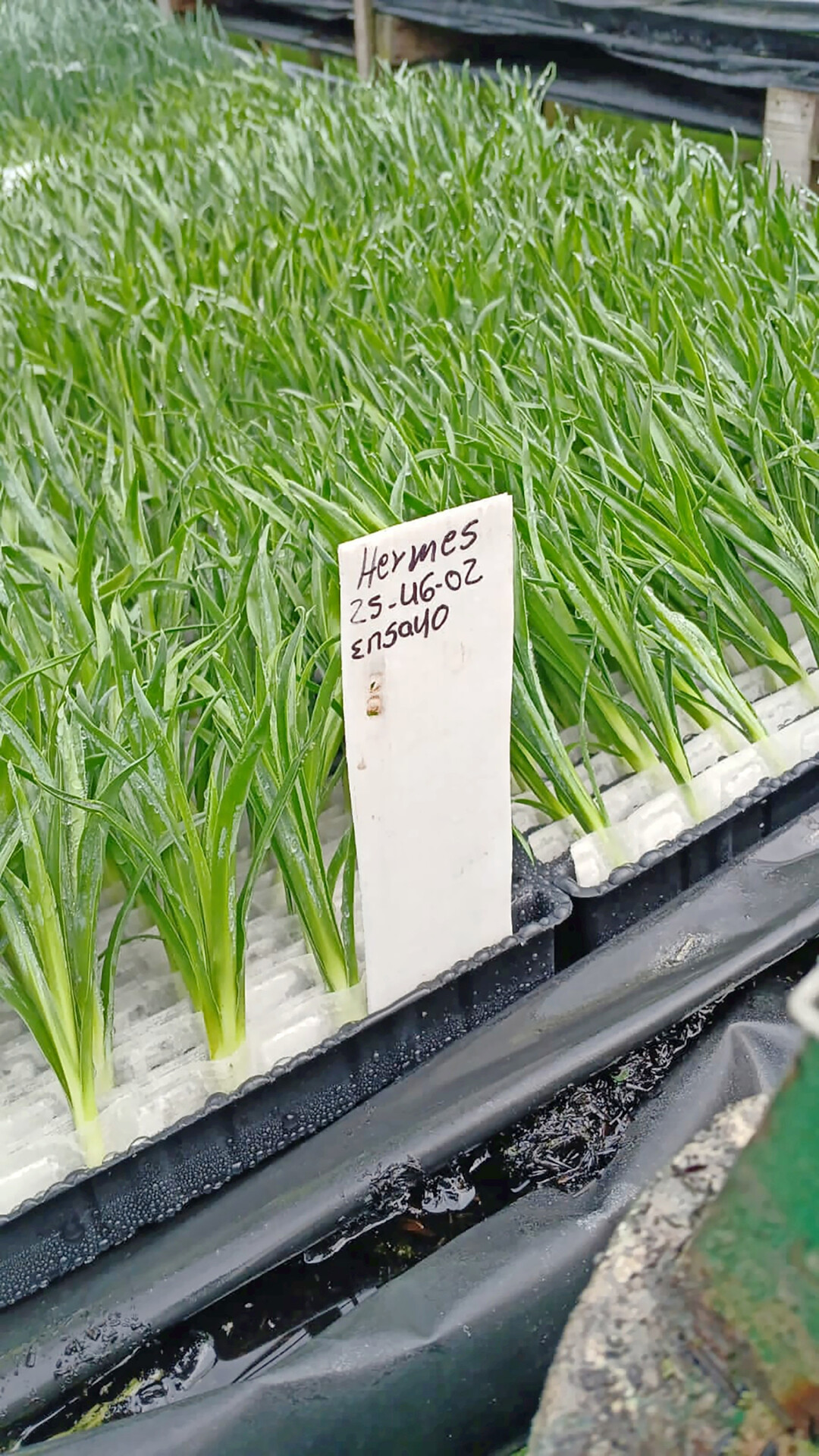 RCS 2.0 Trial colibri - cuttings in Trays.