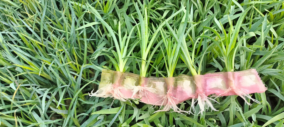 Rooted cuttings in RCS 2.0 System.