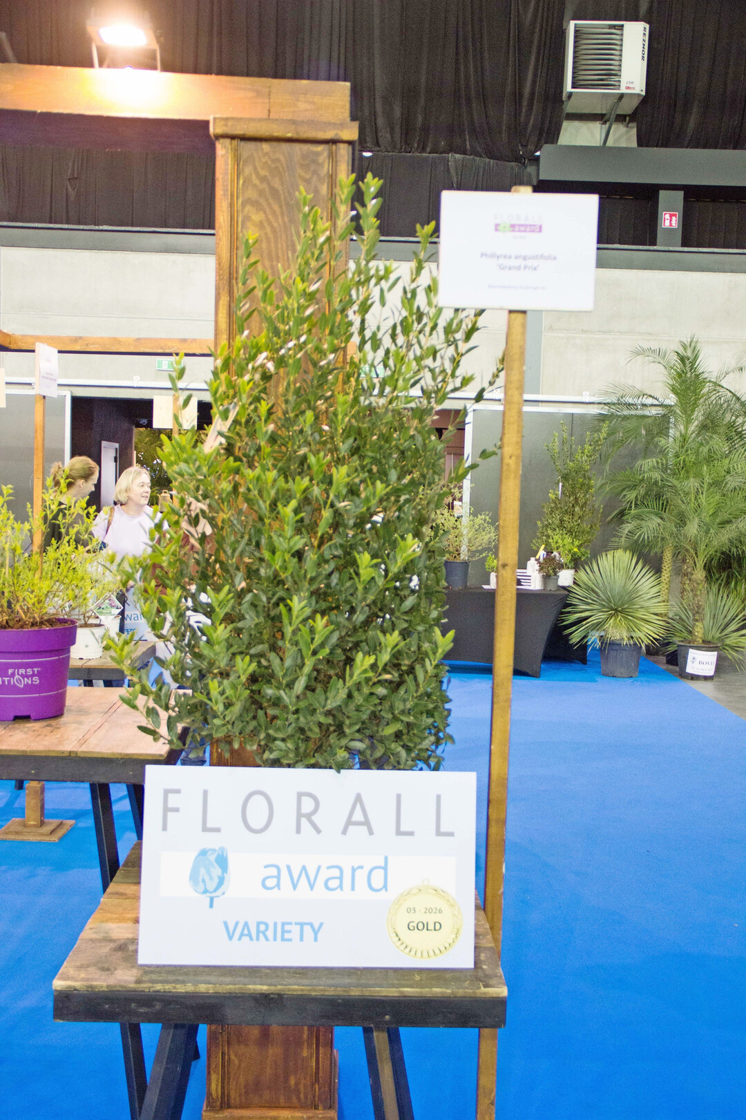 Gold: Phillyrea angustifolia �Grand Prix� � Boomkwekerij Huijbregts bv (entry via GrootGroenPlus)