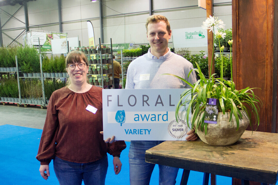 Silver: Agapanthus africanus �Lady Lauren� � Agapanthus bv