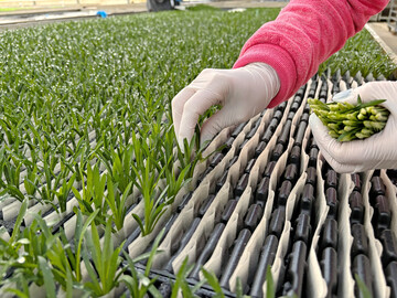 RCS 2.0 represents a new technological approach to rooting and young plant production.