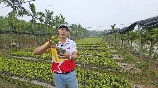 Nursery growers across Vietnam produce ornamental plants for landscaping, garden markets and export.