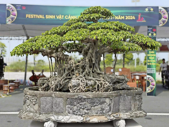 Bonsai displays reflect Vietnam�s long-standing ornamental plant traditions and horticultural craftsmanship.