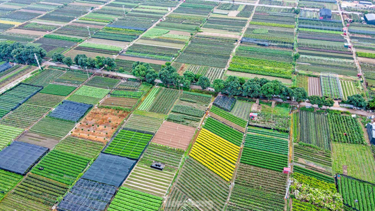 Aerial view of diversified horticultural production areas supplying Vietnam�s ornamental and agricultural markets.