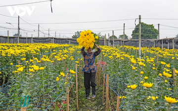 A Vietnamese grower harvests chrysanthemums in a commercial flower field, reflecting the scale and diversity of the country’s ornamental horticulture sector.