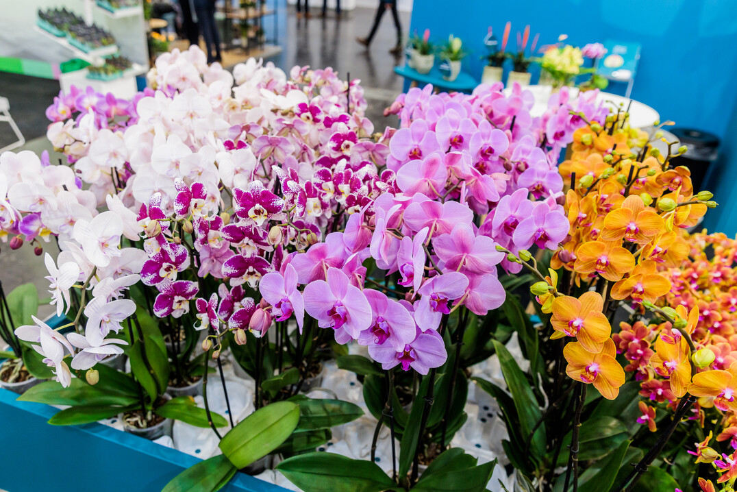 The joy that IPM ESSEN could finally take place again could be felt in every hall and at every stand.