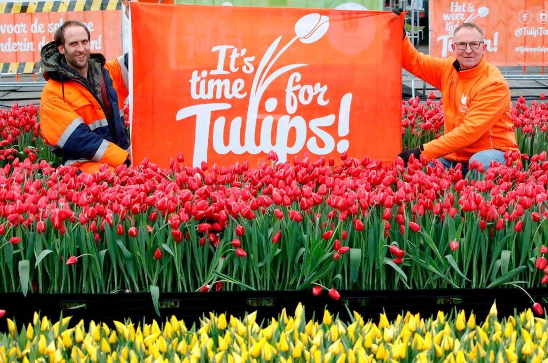 National Tulip Day 2023 in Amsterdam
