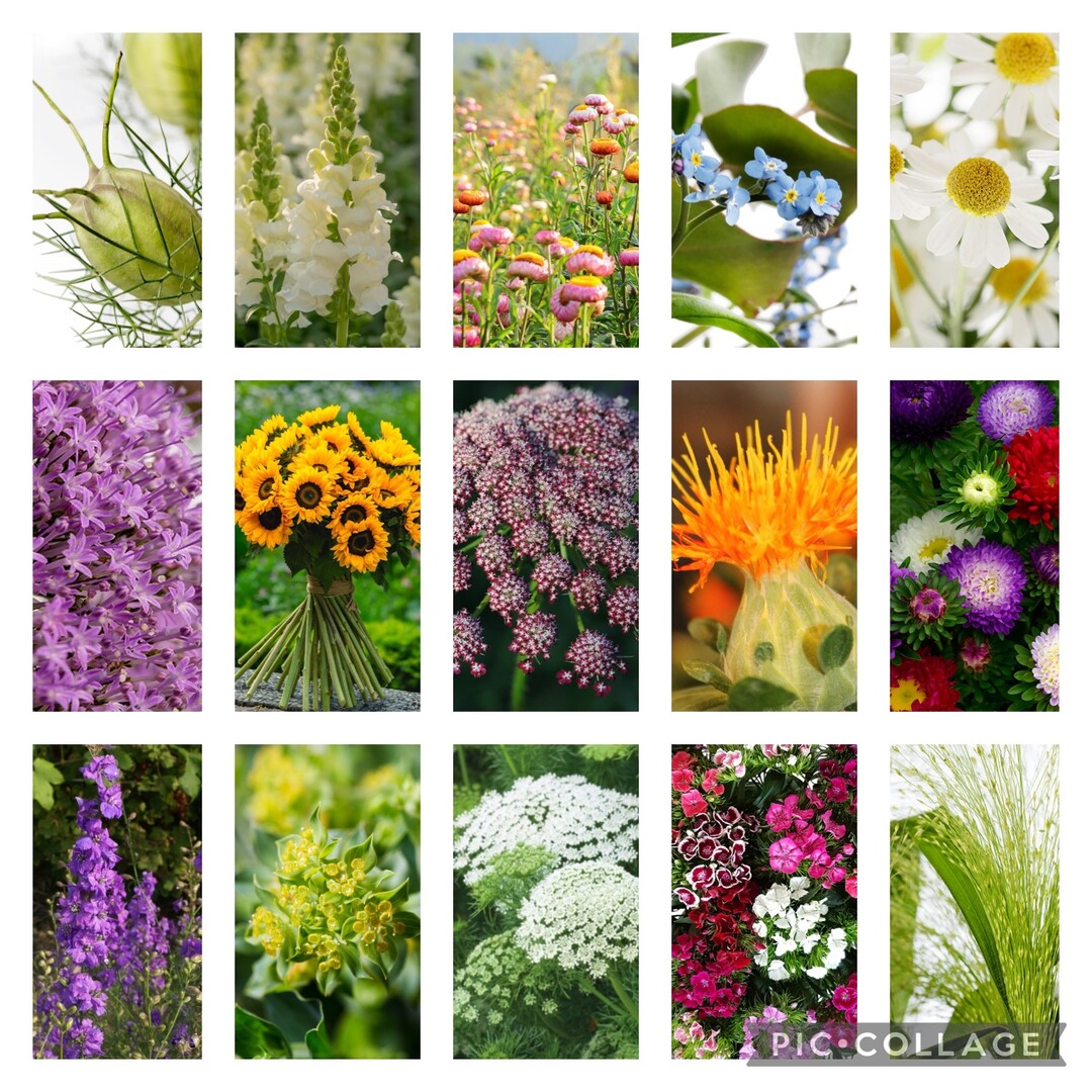 Summer flowers assortment