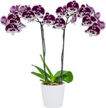 Floricultura now stocks 26 different varieties of Phalaenopsis with a confirmed vase life of at least 110 days.