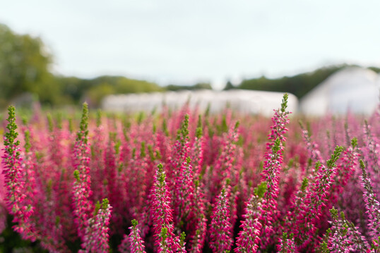 The breeding unit Neoplant was established as a focal point for the development of new varieties and techniques.