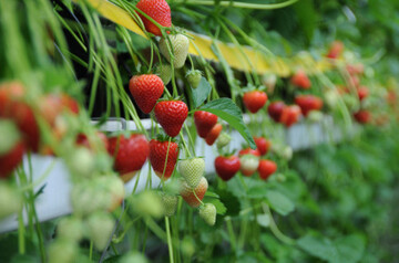 Bayer expands its Fruits and Vegetables business to Strawberries.