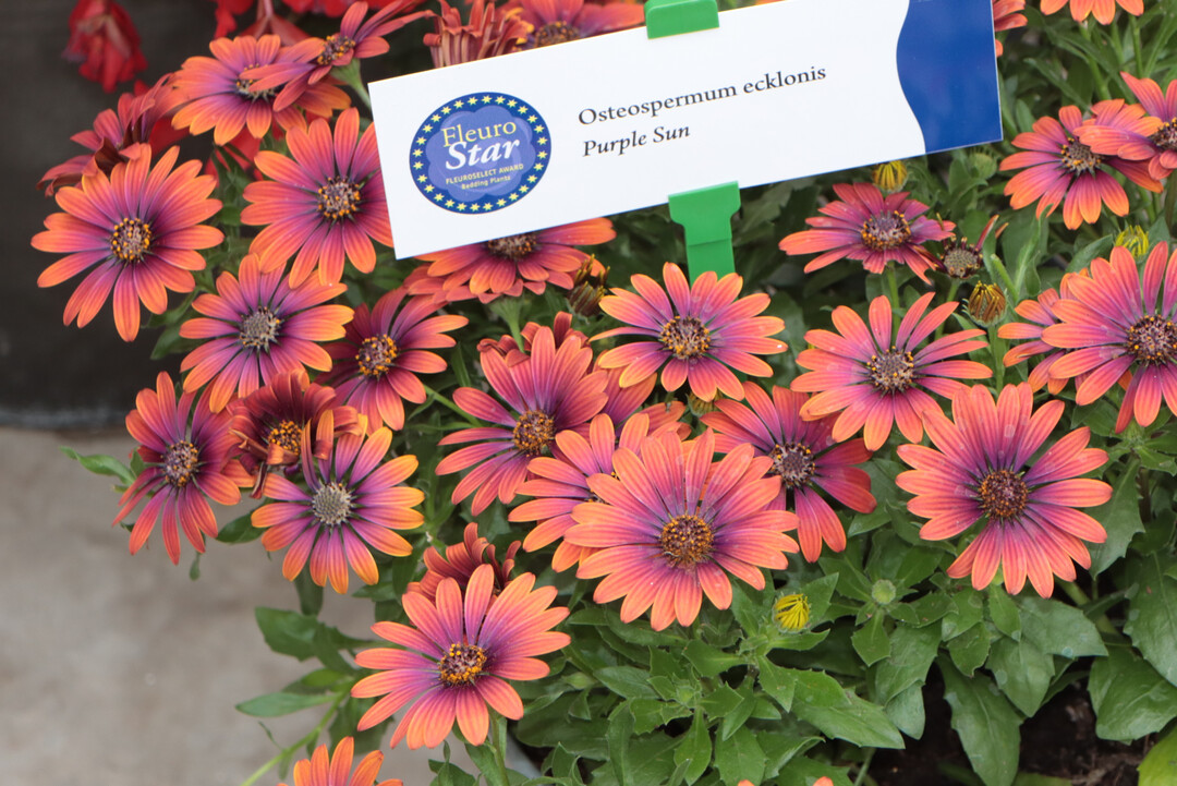 Fleurostar winning plants from previous years were also on display on the stage at the festive evening.
