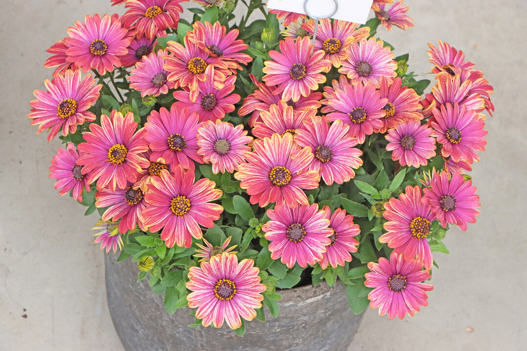 Cape Daisy Zanzibar Fireworks Red" (Sakata)