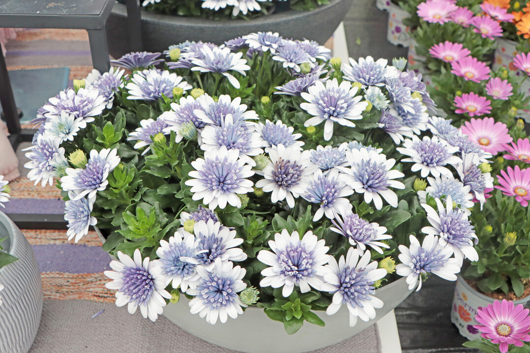 Osteospermum "Steel Blue" (Selecta one) with fascinating flower color.