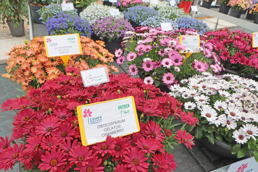 Osteospermum is a plant genus in which a lot has happened in terms of breeding. Inspiring varieties were on display several times at the FlowerTrials. Here "Gelato" varieties from Westhoff, exhibited by the Israeli company Cohen.