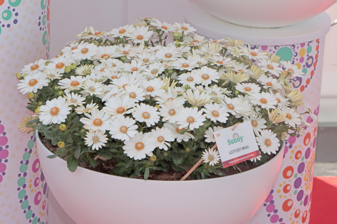 Beekenkamp has revised the well-known "Sunny" range, here "Sunny Lizzy".